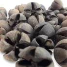 Natúr Tulipán termés 500gr OKOSÁR!