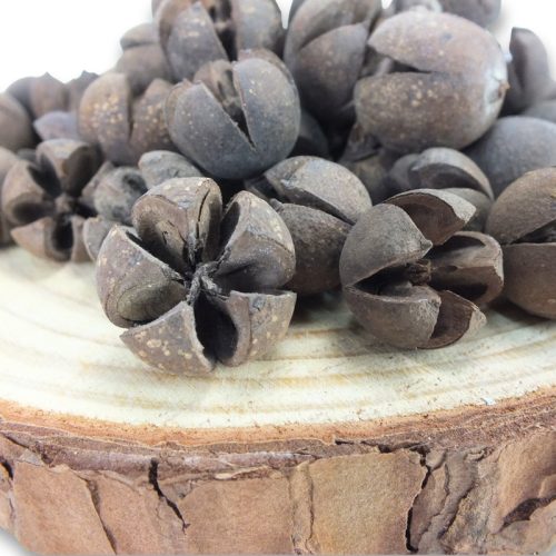 Natúr Tulipán termés 50db/csomag