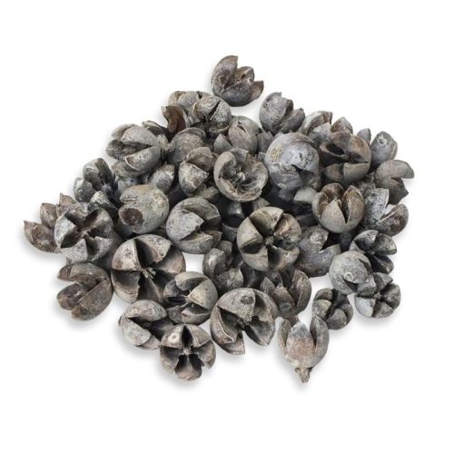 Tulipán termés 50db/csomag