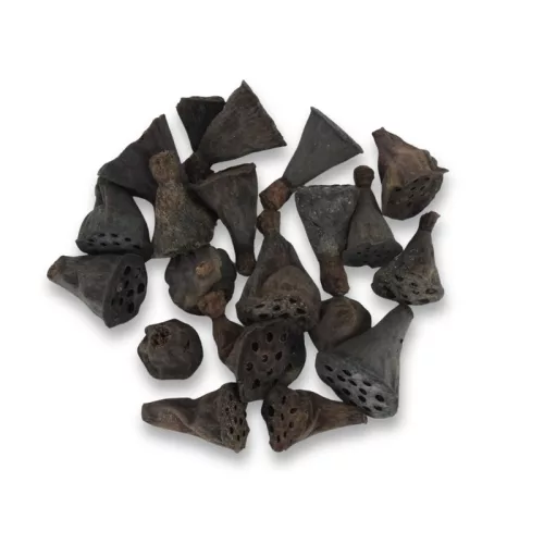  Lótusz double mini termés csomag 20db/csom