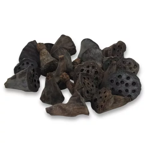  Lótusz double mini termés csomag 20db/csom