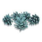 Rózsatoboz aqua 5db/csomag