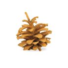 Rózsatoboz narancs 5db/csomag