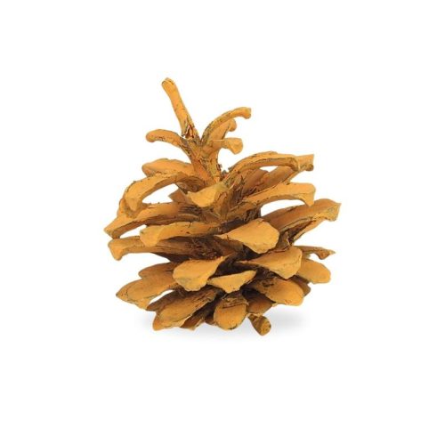 Rózsatoboz narancs 5db/csomag