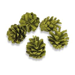 Rózsatoboz oliva 5db/csomag