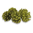 Rózsatoboz oliva 5db/csomag