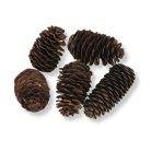 Kínai hosszúkás toboz 5db/csomag