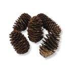 Kínai hosszúkás toboz 5db/csomag