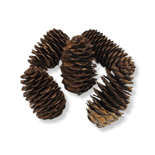 Kínai hosszúkás toboz 5db/csomag