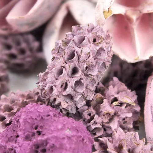 Vándor terméscsomag - mályva