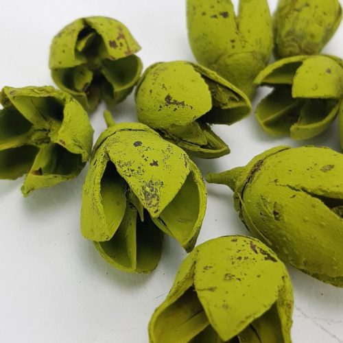 Bakuli termés oliva 10db/csomag