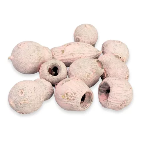 Eukalyptus Bell Gum halvány rózsaszín