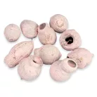 Eukalyptus Bell Gum halvány rózsaszín