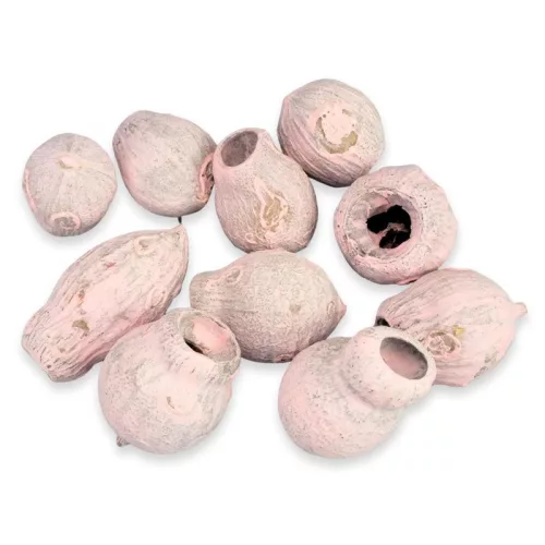 Eukalyptus Bell Gum halvány rózsaszín