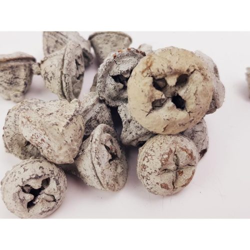 Eukaliptusz termés hamvas 20db/cs