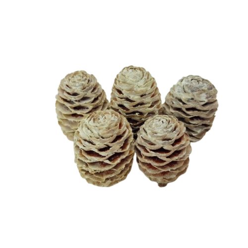 Hamvas Sabulosum toboz 5db/csomag