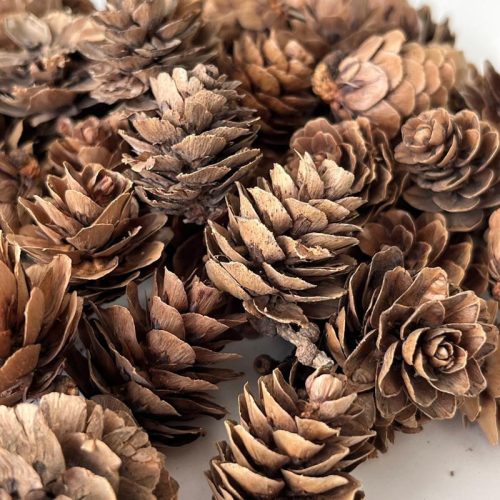 Vörösfenyő toboz natúr