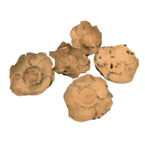 Narancs pipacs termés 5db/csomag