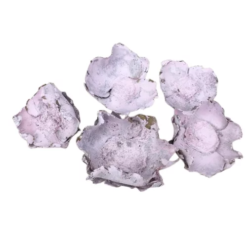 Rózsaszín pipacs termés 5db/csomag