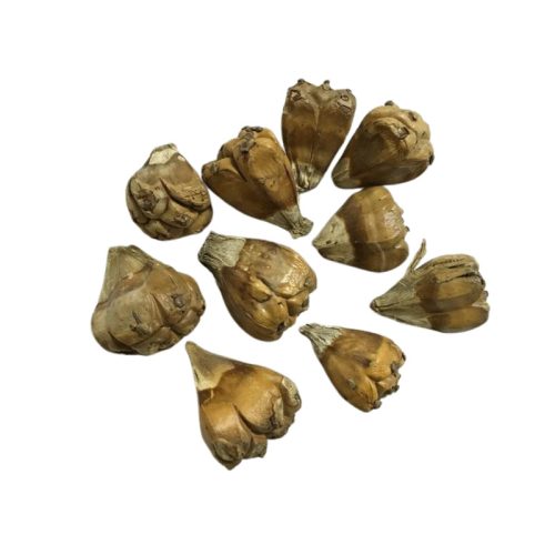 Tevetalp termés 10db/csomag