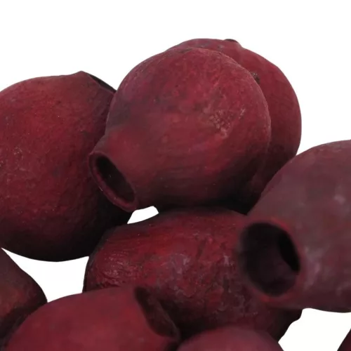 Eukalyptus Bell Gum Bordó