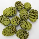 Cédrus toboz oliva 10db/csomag