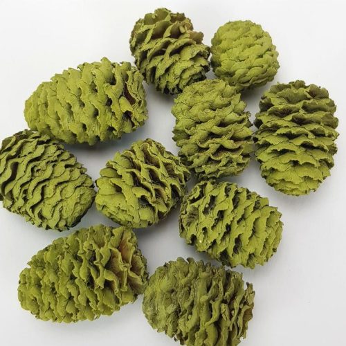 Cédrus toboz oliva 10db/csomag