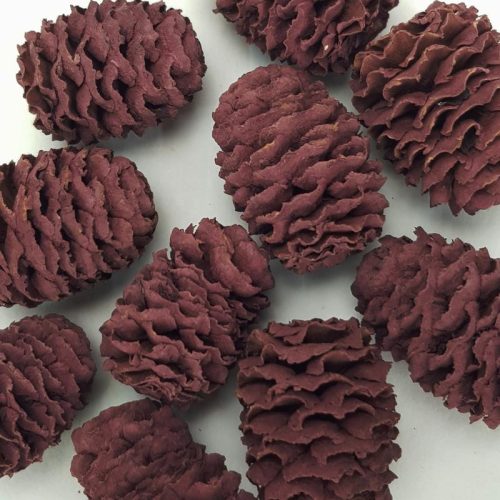 Cédrus toboz mályva 10db/csomag