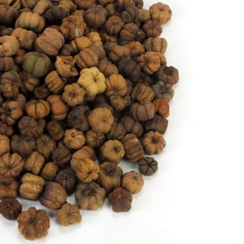 Tökbogyó barna 100 gramm/csom (kb. 320 db) - OKOSÁR!