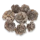 Cédrus rózsa vintage 8db/csomag