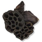 XL lótusz termés csomag 4db/cs