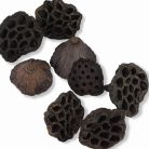 XL lótusz termés csomag 4db/cs