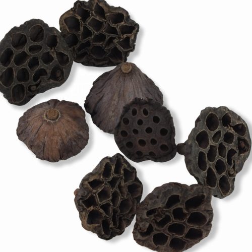 XL lótusz termés csomag 4db/cs