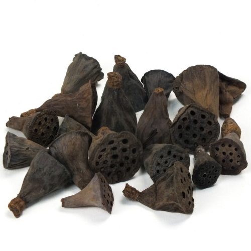 XL lótusz termés csomag 4db/cs