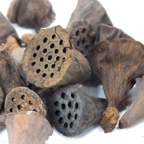 XL lótusz termés csomag 4db/cs