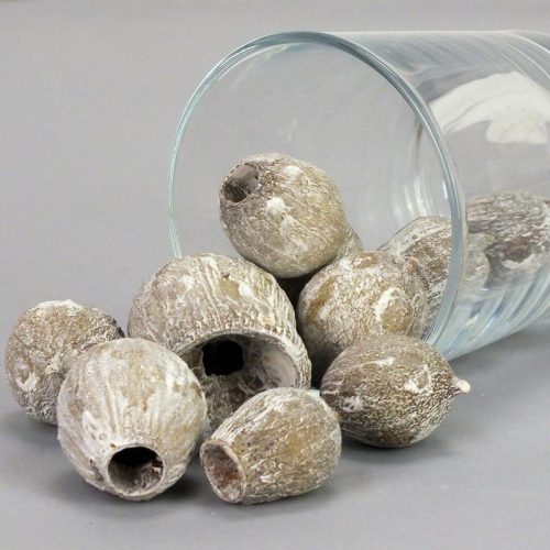 Eukalyptus Bell Gum zúzmarás