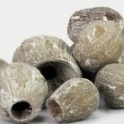 Eukalyptus Bell Gum zúzmarás