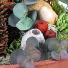 Eukalyptus Bell Gum zúzmarás