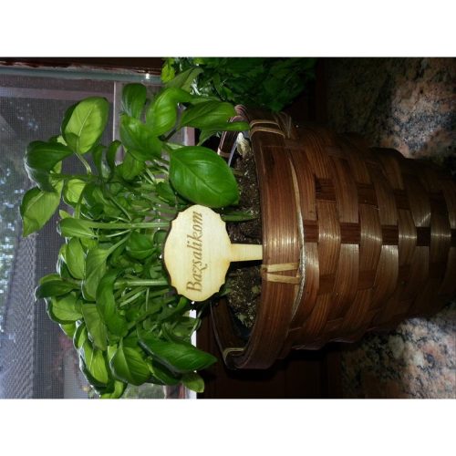 Natúr fa - Táblák fűszernövények beszúrós 4x9cm 10db/csomag