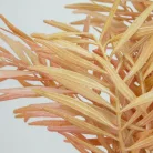 Szárazvirág hatású bambusz csokor púder 2db/csomag