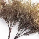 Szárazvirág hatású aszparágusz csokor dohánybarna 2db/csomag