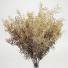 Szárazvirág hatású aszparágusz csokor dohánybarna 2db/csomag