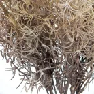 Szárazvirág hatású aszparágusz csokor dohánybarna 2db/csomag