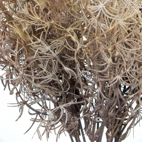 Szárazvirág hatású aszparágusz csokor dohánybarna 2db/csomag