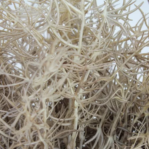 Szárazvirág hatású aszparágusz csokor dohánybarna 2db/csomag