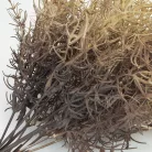 Szárazvirág hatású aszparágusz csokor dohánybarna 2db/csomag