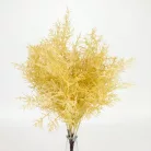 Szárazvirág hatású aszparágusz csokor natúr 2db/csomag