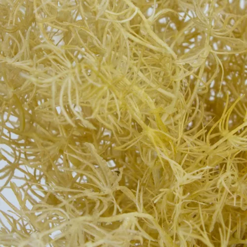 Szárazvirág hatású aszparágusz csokor natúr 2db/csomag