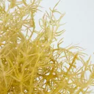 Szárazvirág hatású aszparágusz csokor natúr 2db/csomag