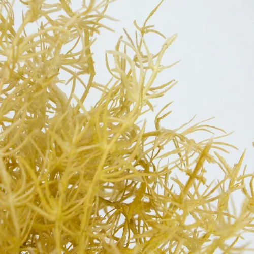 Szárazvirág hatású aszparágusz csokor natúr 2db/csomag